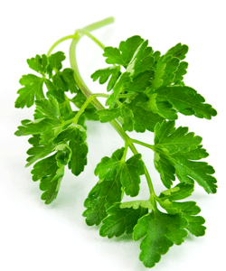fresh parsley