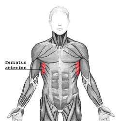 Serratus Magnus – The Forgotten Muscle
