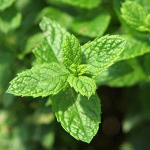 peppermint leaf