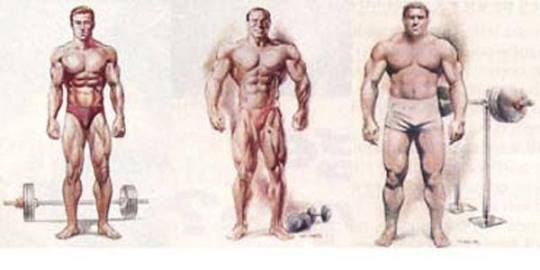 what is your bodybuilding body type